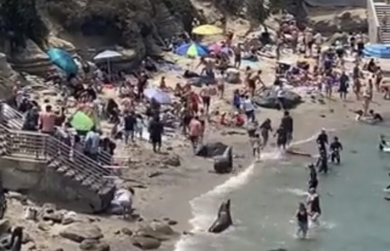 Foke izašle iz vode pa rasterale turiste na plaži: U trenutku nastao stampedo