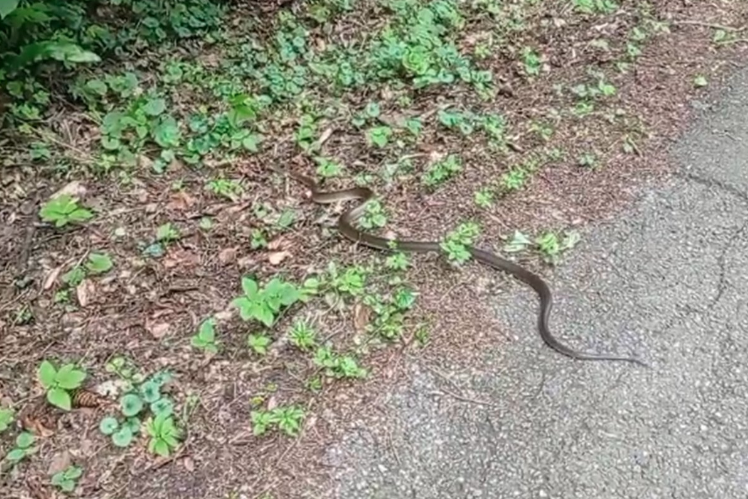 Još jedna zmija viđena na ulicama Banjaluke