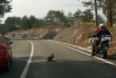 Zec usporio saobraćaj na Zlatiboru, stao nasred magistrale: