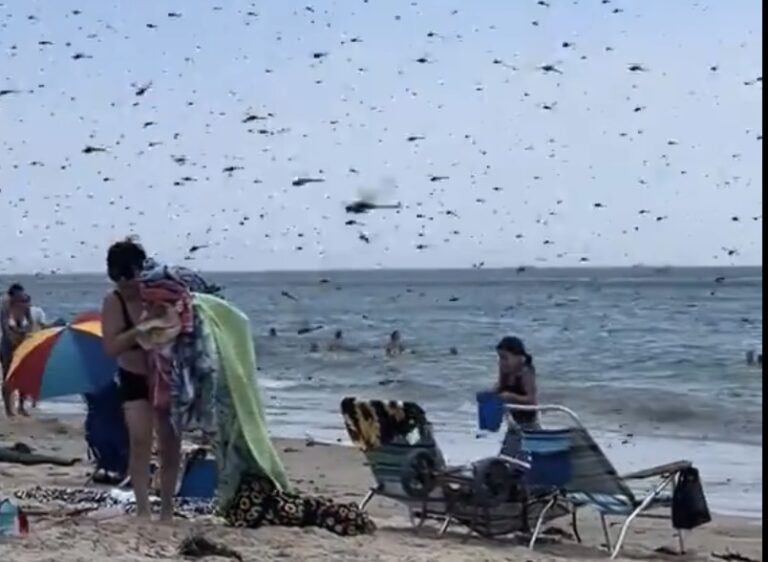 Biblijska pojava na poznatoj plaži: Jezivi snimci ogromnih insekata šokirali turiste