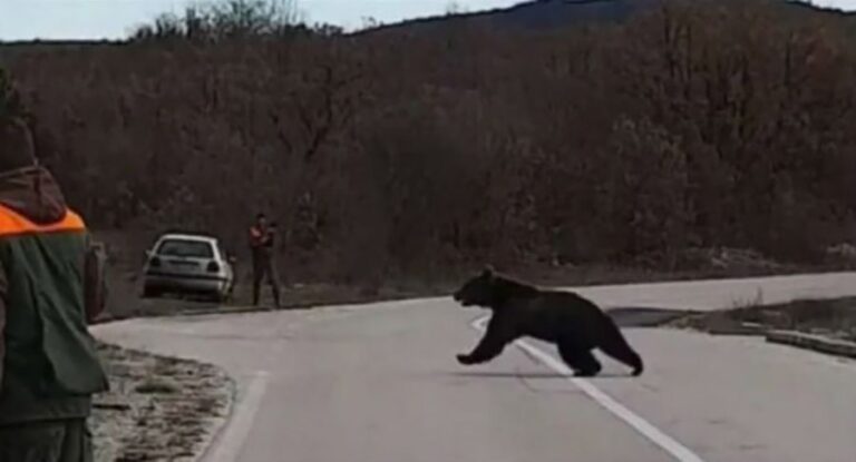 Nekoliko medvjeda primjećeno između Sanskog Mosta i Ključa