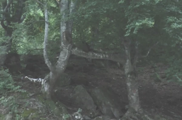 „Na granama ostavljaju zavezane maramice i donje rublje“ FOTO