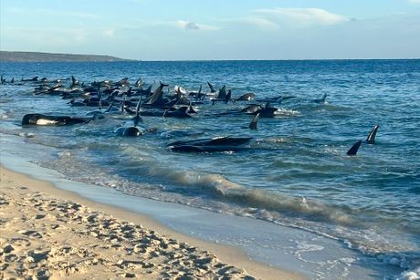 Tuga na obali Australije: Nasukalo se 140 kitova, pokušavaju da ih vrate u dubinu, za 26 nije bilo spasa