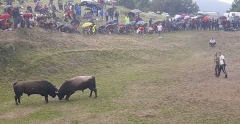 Bik Putalj pobjednik Grmečke koride