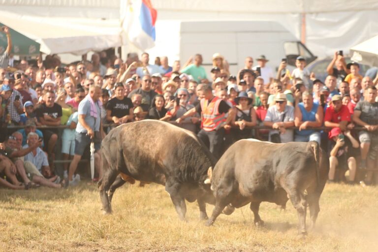 Fenomen Kočićev zbor: Svima puna usta kulture, a lumpuju pod šatorima i dive se bikovima, političarima i Zmaju od Šipova