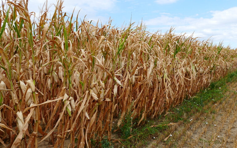 Veliki problemi za farmere: Suša prepolovila urod kukuruza