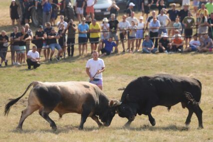 Pobijedili Gavran i Ringišpil: Završene borbe bikova na Kočićevom zboru, Benito i Duman će slaviti do zore