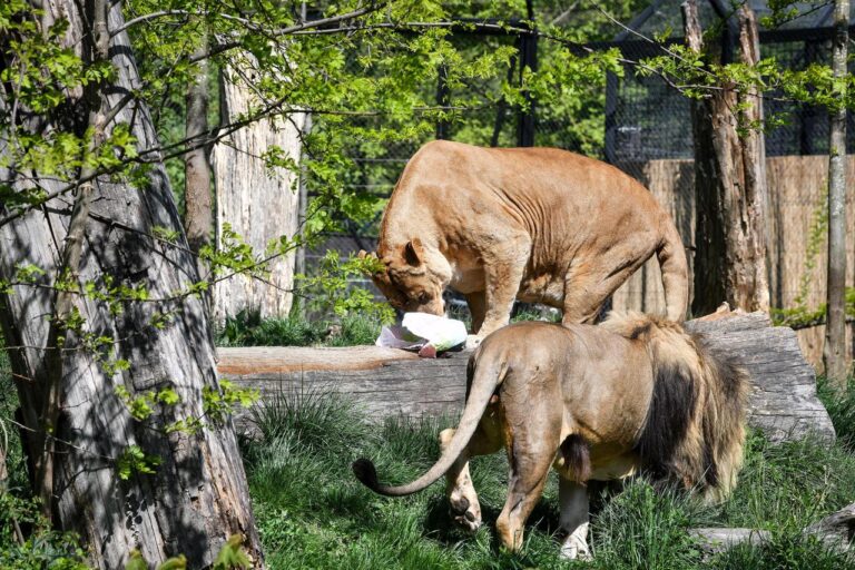 Lavovi ubili ženu na Krimu u zoo vrtu