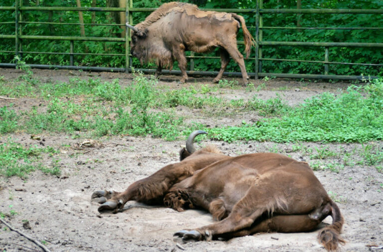 U bečkom zoološkom vrtu uginulo celo stado bizona zbog infekcije