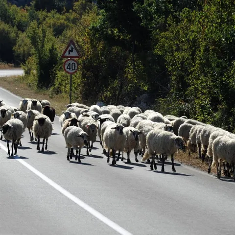 Vojnik MORH-a usmrtio 11 ovaca: Pastir plaća kaznu od 80 evra