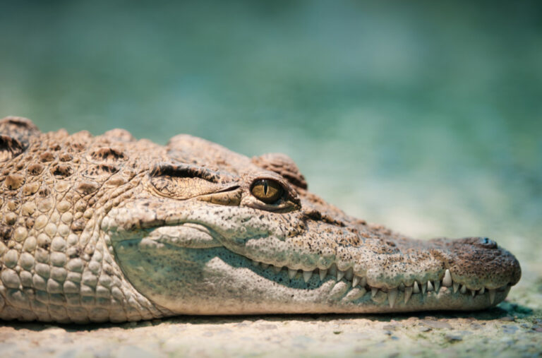 Ženu napao aligator, djelovi tijela nađeni na obali FOTO