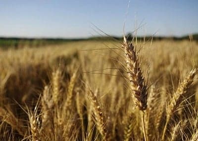 Žetva uskoro počinje: Ratari se nadaju otkupnoj cijeni između 0.40 i 0.45 KM/kg, mlinari ćute!