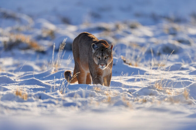 Dijete napala puma: Otac ga jedva spasio
