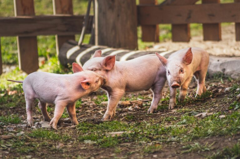 Na stočnoj pijaci u Bijeljini kilogram žive vage prasića 6 KM: Uskoro poskupljenje, a evo i zašto..
