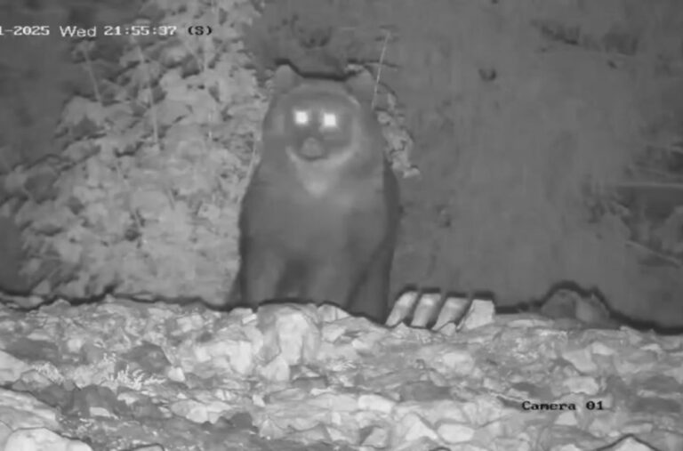 Medvjed došao da se počasti pred zimski san: Kamere na Jadovniku sve zabilježile FOTO