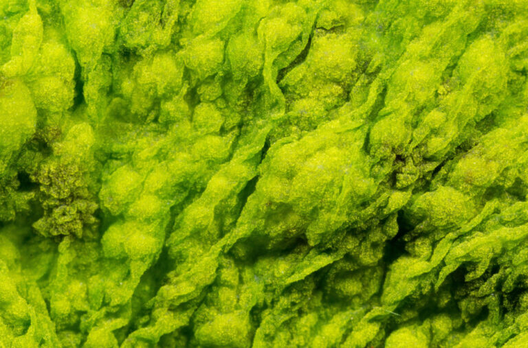 Zabrinjavajuća veza između delfina i toksina: Visok nivo hemikalija koje oštećuju mozak