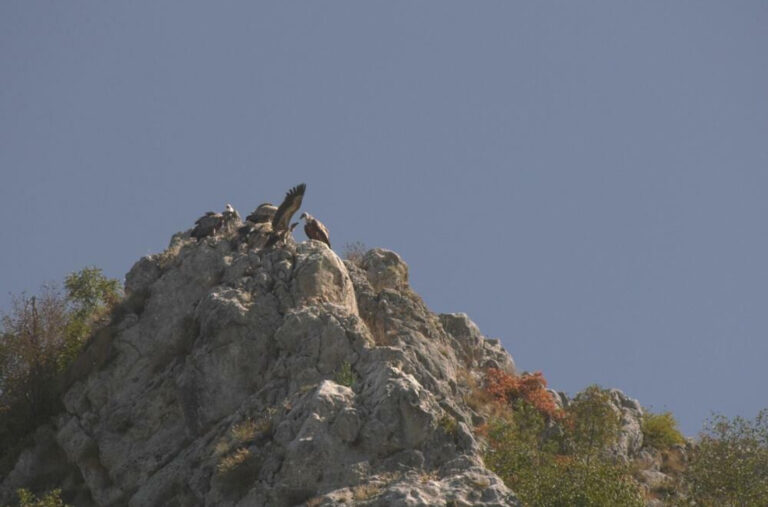 Vratio se Munja: Nakon letovanja na Alpima, beloglavi sup stigao u kanjon Uvca