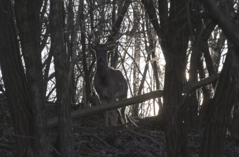 Bijeli jelen sa Lovćena doveden u Šumadiju: Jedinstvena farma u Srbiji FOTO