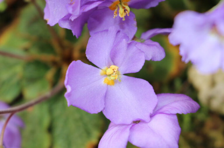 Cvijet feniks sa moćnom simbolikom: Zašto je Natalijina Ramonda obilježje Dana primirja?