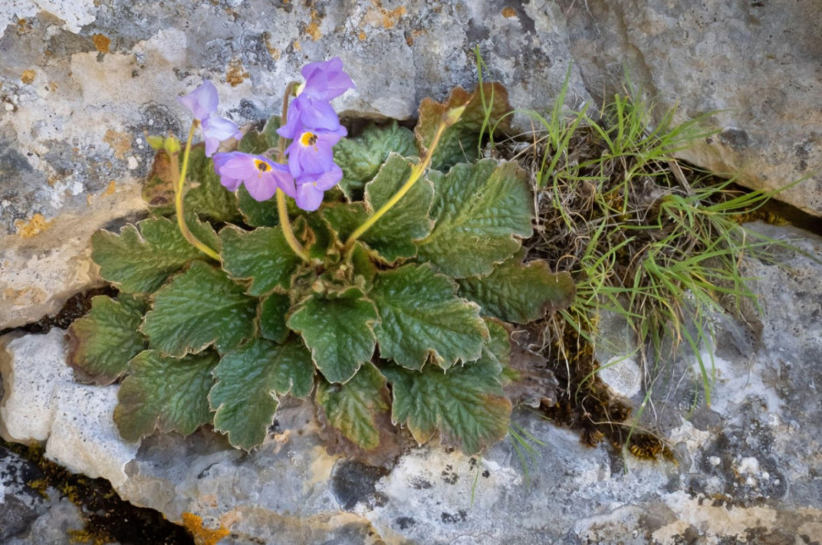 Cvet feniks sa moćnom simbolikom: Zašto je Natalijina Ramonda obeležje Dana primirja?