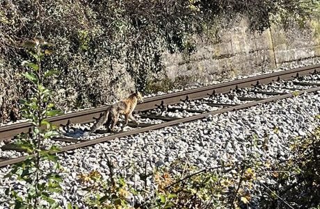 Drama kod Priboja: Bijesna i gladna zvijer vrzma se gradom