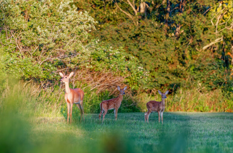Susret za pamćenje: Vladimir je ugledao srnu na putu i odlučio da joj pomogne